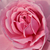 Roza - Vrtnice Floribunda - Fluffy Ruffles